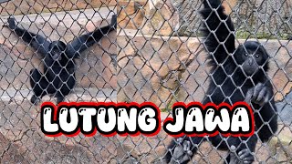 LUTUNG JAWA  LUTUNG BUDENG lutung lutungjawa beruk monyet siamang orangutan kera feedshorts [upl. by Darom572]