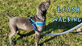 Living With A Weimaraner Puppy Leash Walking Training Part 1 [upl. by Eey]