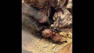 141124 Zeitraffer Nothäutung Chromatopelma cyaneopubescens juveniles Weibchen quotNAYAquot [upl. by Os]