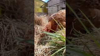 Gallinas ponedoras felices libre de pastoreo [upl. by Anikehs]