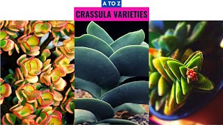 Crassula Varieties A to Z [upl. by Noel545]