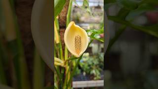 Monstera obliqua in Blüte zimmerpflanzen [upl. by Dier]