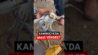 Kamboçya’da balık pazarı travel gezgin kamboçya yengeç maviyengeç food ilginç [upl. by Paske]