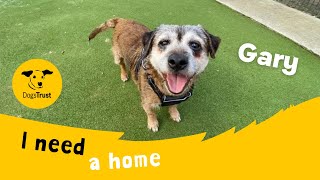 Gary the brilliant Border Terrier  Dogs Trust Manchester [upl. by Ahsaela]