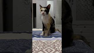 Cat wipes facesmartcat smartcat cat catvideos kitten relaxingcat cutecat catlover cutepet [upl. by Noeht585]