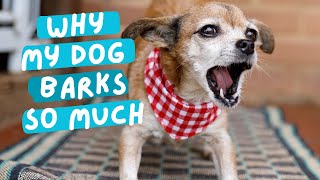 Why dogs bark too much and what mistakes to avoid [upl. by Kilroy]