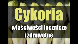 Cykoria – właściwości lecznicze i zdrowotne [upl. by Nnaira]