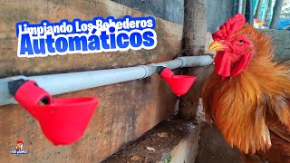 Limpiando y Desinfectando los Bebederos Automáticos de las Gallinas [upl. by Wyatan]