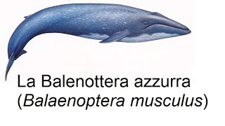 La Balenottera azzurra [upl. by Adaynek]