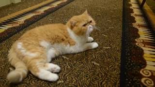 Cat Video Exotic Shorthair Cat sitting and playing [upl. by Copland]