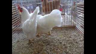 Leghorn Expo Avicole Boncourt 2012 [upl. by Leimaj]