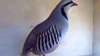 Excellent Sound of the Chukar Partridge Alectoris chukar [upl. by Gerrard]