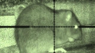 Budget night vision ratting [upl. by Mace179]