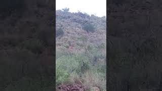 Aoudad Sheep Davis Mountains State Park Texas adventure outdoors wildlife [upl. by Eimarrej502]