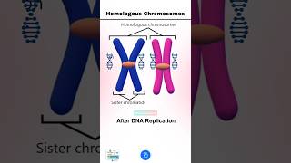 Homologous Chromosomes separate during Meiosis I Yes or No [upl. by Rianna]