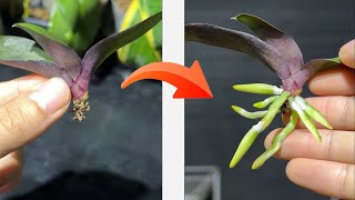 Tips for growing orchids to help them root quickly [upl. by Yanel552]