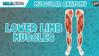 Muscles of the Lower Limb  Anatomy Model [upl. by Neira]