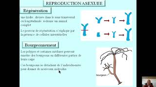 Embranchement des CNIDAIRESmp4 [upl. by Lucais]