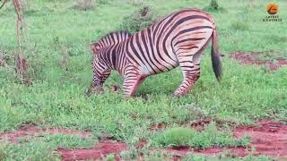 Burchells zebra stallion killing a foal of another stallion [upl. by Nirrat]