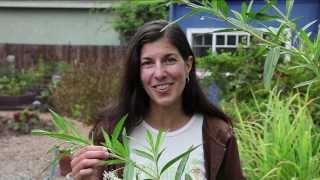 Growing Milkweed for Monarch Butterflies [upl. by Gievlos]