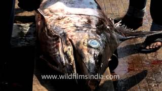 Fishermen load fish in container for shipping at fishing harbour in Visakhapatnam [upl. by Saree424]