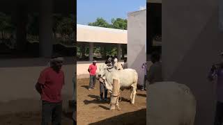 725000 me bik tharparkar gau mata Suratgarhcowfarm tharparkercow [upl. by Lenette]