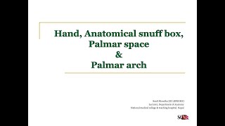 Hand Anatomical snuff box palmar spaces and palmar arch MBBSBDS [upl. by Chaudoin]