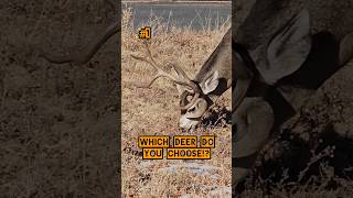 WHICH DEER DO YOU CHOOSE deer hunting deerhunting bucks shorts [upl. by Mile]