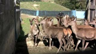 Deer Farming New Zealand [upl. by Lucian]