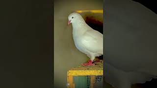 Hera Aseel Pigeon Kabootar Parwazi Pigeonlovers [upl. by Inna]