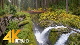 4K Virtual Hike  Amazing Nature Scenery with Soothing Music  Sol Duc Falls Nature Trail [upl. by Dippold]