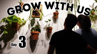 DAILY PLANT VLOG Whats Wrong with our Palm Tree [upl. by Jennette]