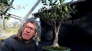 Pruning My Ficus microcarpa Plain The Bonsai Zone Nov 2024 [upl. by Dinnage]