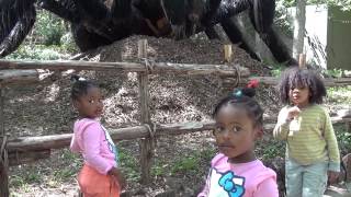 Kids in the Fort Worth Zoo Describe Giant Tarantula [upl. by Beckman932]