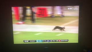 Cat Runs On Field During Ravens vs Dolphins [upl. by Cirederf565]