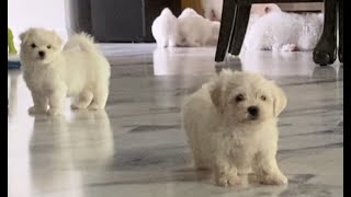 Maltese Puppies [upl. by Havard]