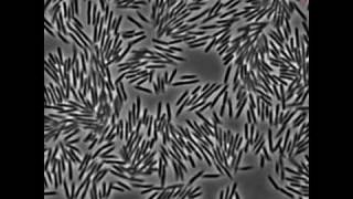 Motions of Swarming E coli Bacteria [upl. by Ynatirb]