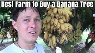 Best Farm to Buy a Banana Tree in South Florida [upl. by Nace]