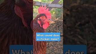 What Sound Does A Hen Make chickens backyardchickens gardening [upl. by Ervine582]