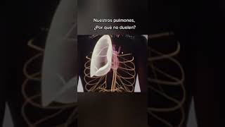 ¿Por qué no nos duelen los pulmones 🤔 Descubre la respuesta en este video 🎥 dolor pleura traquea [upl. by Ytsirc866]