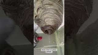 Brake cleaner vs hornets nest hornet hornets wasp asmr yellowjackets infestation insectnest [upl. by Shep]