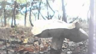 Boletus Edulis  Time lapse [upl. by Berners]