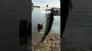 Whopper Plopper  fishing bassfishing bass topwater takeakidfishing boating lake lakelife [upl. by Ahtaga897]