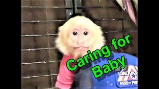 How to Care for a Pet Monkey [upl. by Stormy]