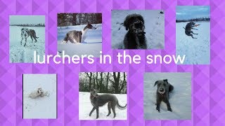 Lurchers in the snow [upl. by Mungo]