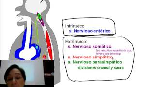 Fisiología del aparato digestivo Introducción 3 [upl. by Karie]