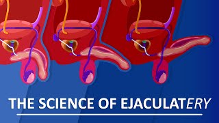 Behind The Sperm and Ejaculation [upl. by Josey508]