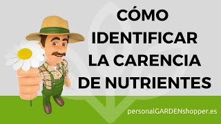 CÓMO IDENTIFICAR LA CARENCIA DE NUTRIENTES EN LAS PLANTAS [upl. by Kemeny]