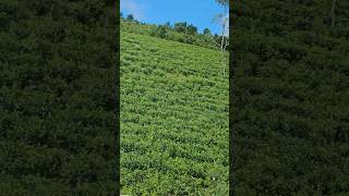 Tea plantation Go down deh nature shorts Peermade [upl. by Virgilio613]