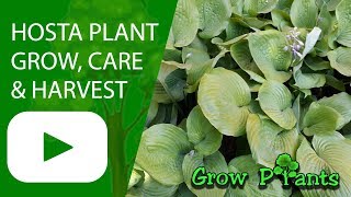 Hosta plant  grow care harvesting amp eat indoor plant [upl. by Tarfe]